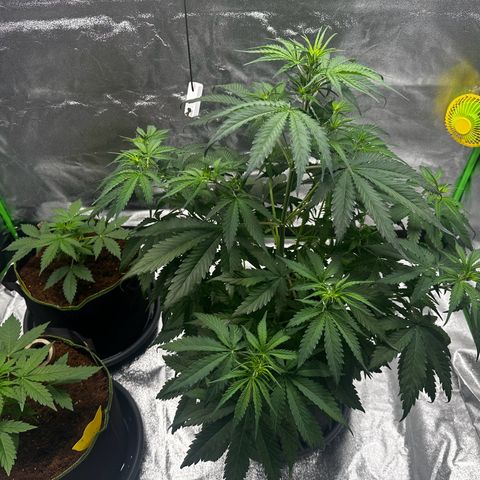 Runtz Auto growlog timeline photo