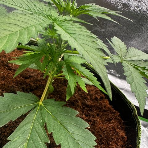 Strawberry Cough growlog timeline photo