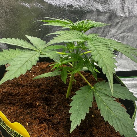 Strawberry Cough growlog timeline photo