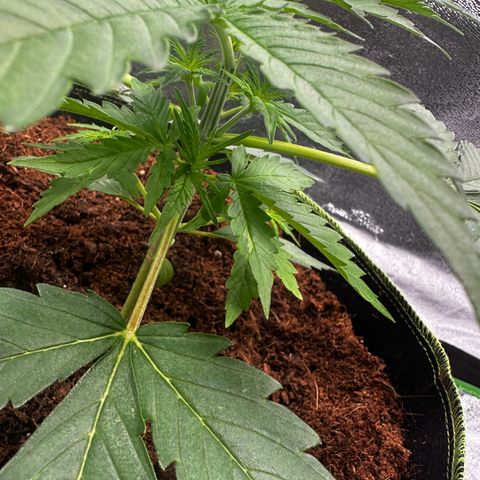 Strawberry Cough growlog timeline photo