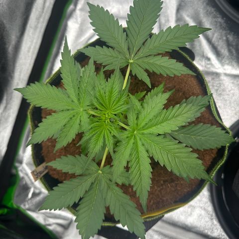 Strawberry Cough growlog timeline photo