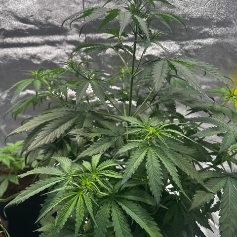 Runtz Auto growlog timeline photo
