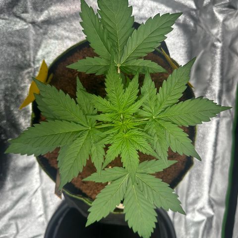 GG#4 Auto growlog timeline photo