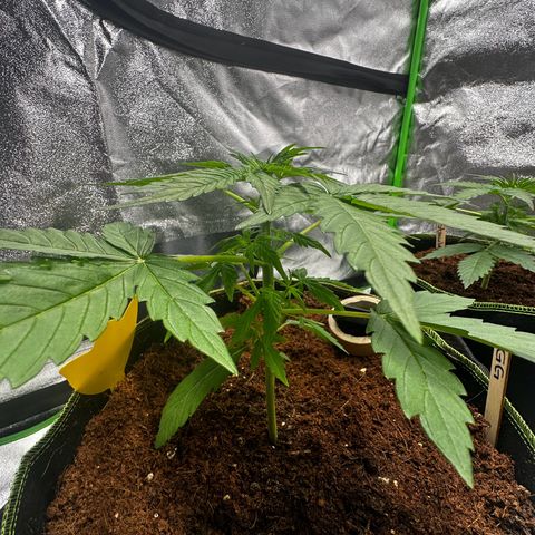 GG#4 Auto growlog timeline photo
