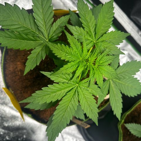 GG#4 Auto growlog timeline photo