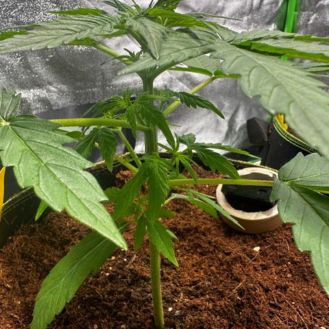 GG#4 Auto growlog timeline photo