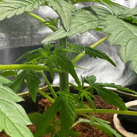 GG#4 Auto growlog timeline photo