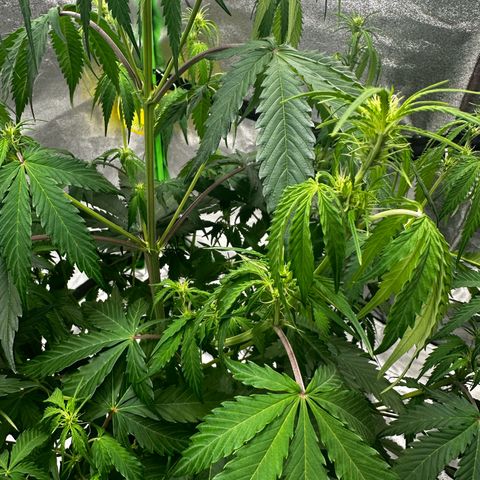Runtz Auto growlog timeline photo