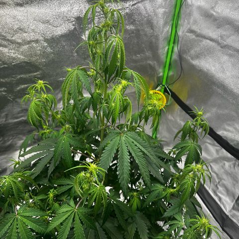 Runtz Auto growlog timeline photo