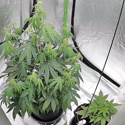Runtz Auto growlog timeline photo