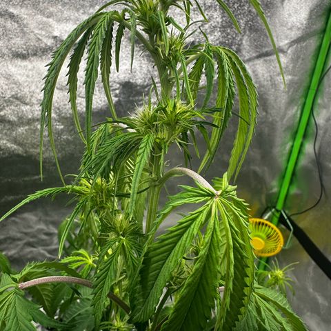 Runtz Auto growlog timeline photo