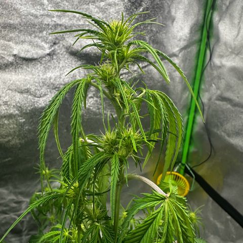 Runtz Auto growlog timeline photo