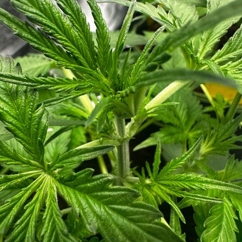 Runtz Auto growlog timeline photo