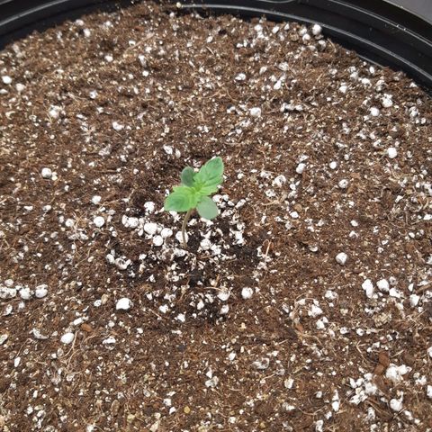 AutoColorado Cookies growlog timeline photo