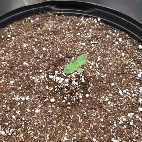 AutoColorado Cookies growlog timeline photo