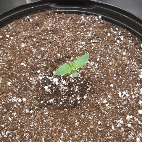 AutoColorado Cookies growlog timeline photo