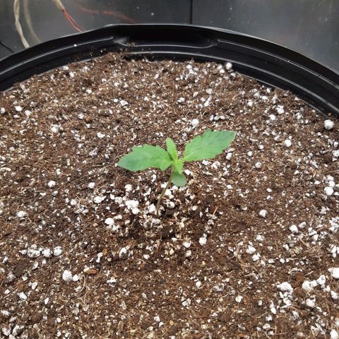 AutoColorado Cookies growlog timeline photo