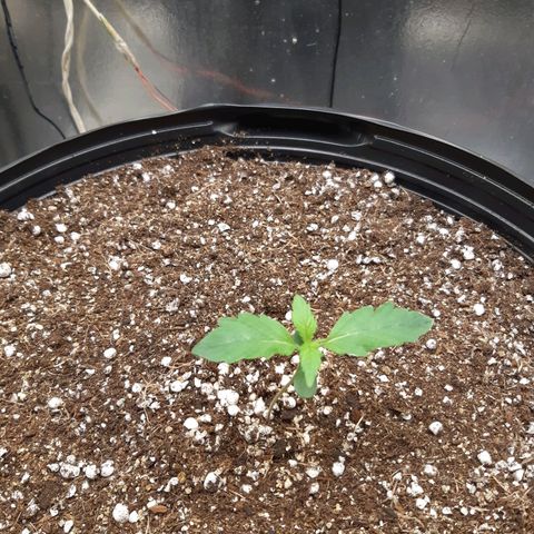 AutoColorado Cookies growlog timeline photo