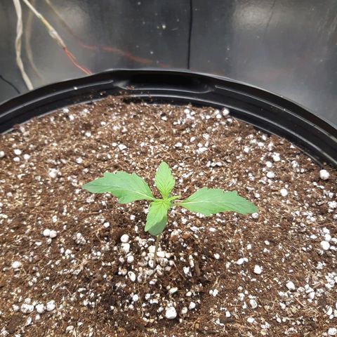 AutoColorado Cookies growlog timeline photo