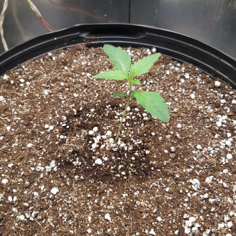 AutoColorado Cookies growlog timeline photo