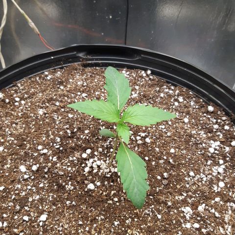 AutoColorado Cookies growlog timeline photo