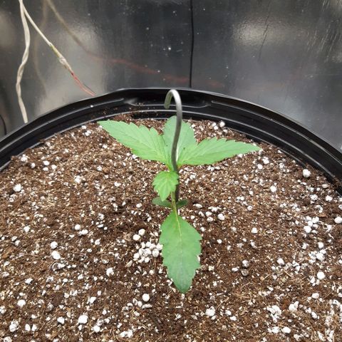 AutoColorado Cookies growlog timeline photo
