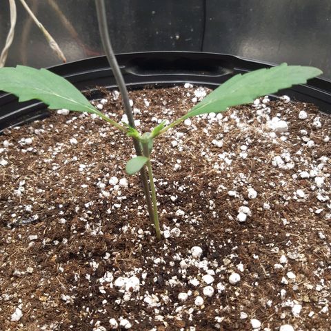 AutoColorado Cookies growlog timeline photo