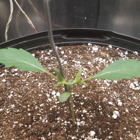 AutoColorado Cookies growlog timeline photo