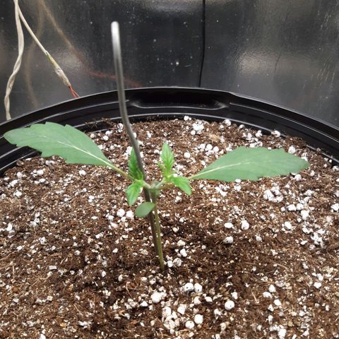 AutoColorado Cookies growlog timeline photo