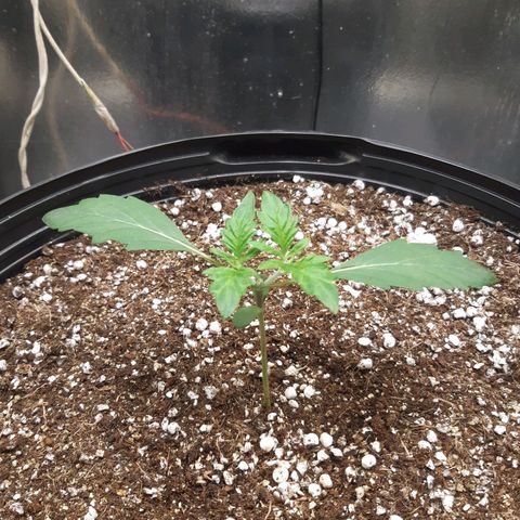 AutoColorado Cookies growlog timeline photo