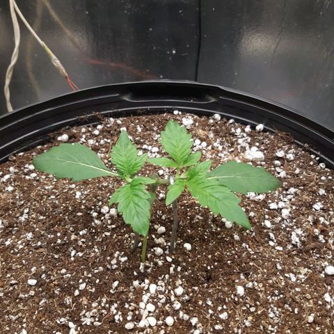AutoColorado Cookies growlog timeline photo