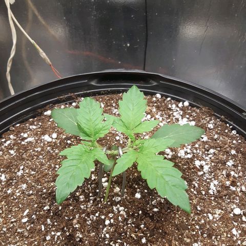 AutoColorado Cookies growlog timeline photo