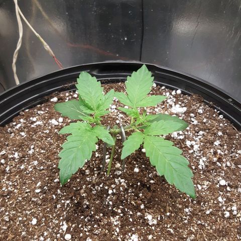 AutoColorado Cookies growlog timeline photo