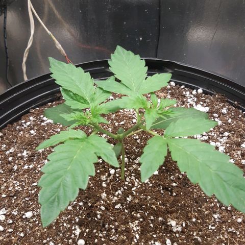 AutoColorado Cookies growlog timeline photo