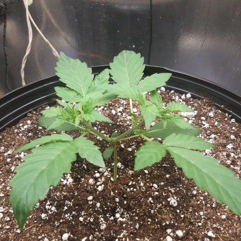 AutoColorado Cookies growlog timeline photo