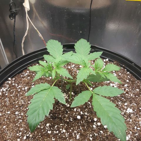 AutoColorado Cookies growlog timeline photo