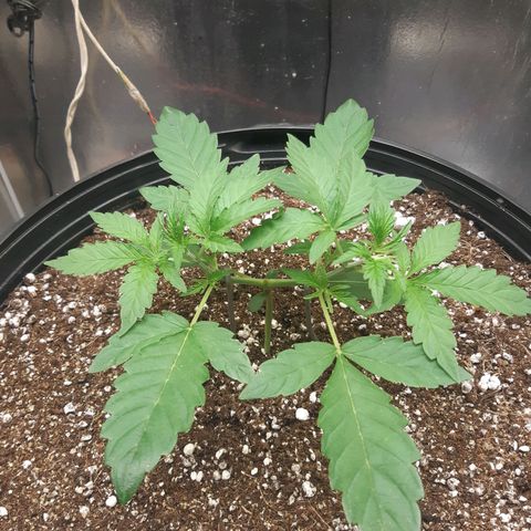 AutoColorado Cookies growlog timeline photo