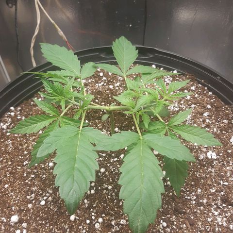 AutoColorado Cookies growlog timeline photo