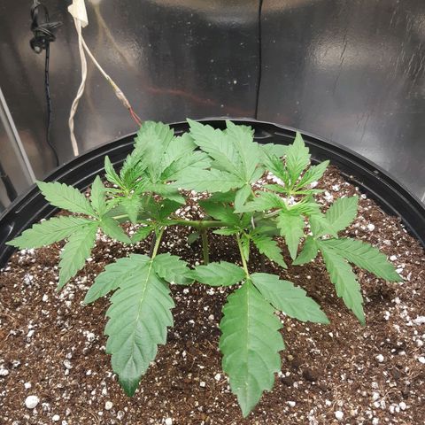 AutoColorado Cookies growlog timeline photo