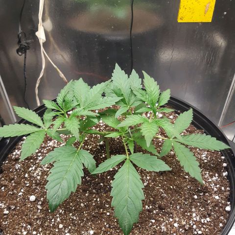 AutoColorado Cookies growlog timeline photo
