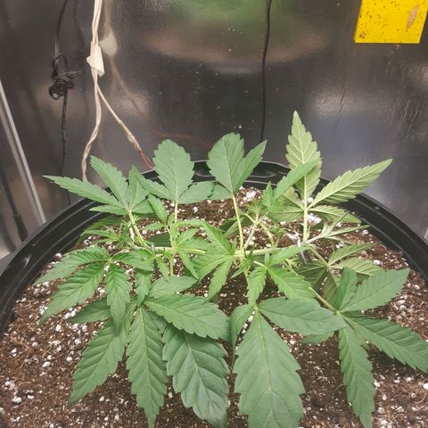 AutoColorado Cookies growlog timeline photo