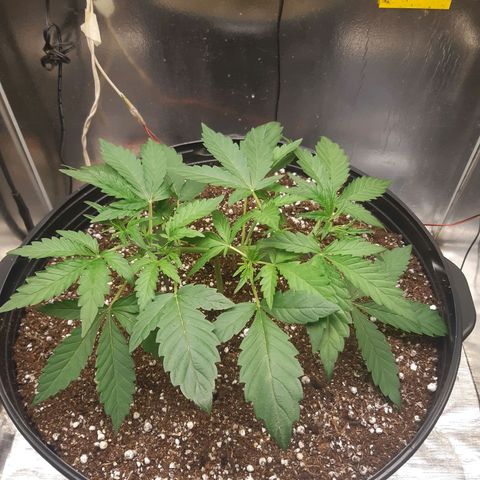 AutoColorado Cookies growlog timeline photo