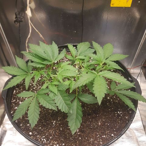 AutoColorado Cookies growlog timeline photo