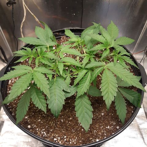 AutoColorado Cookies growlog timeline photo