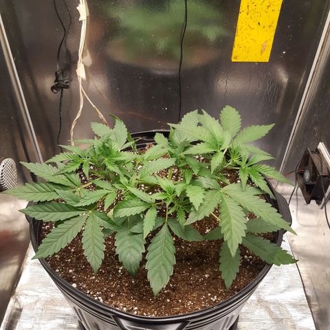 AutoColorado Cookies growlog timeline photo