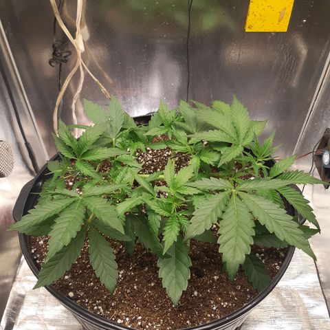 AutoColorado Cookies growlog timeline photo