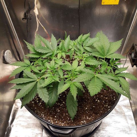 AutoColorado Cookies growlog timeline photo