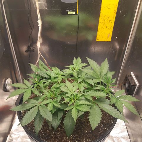 AutoColorado Cookies growlog timeline photo