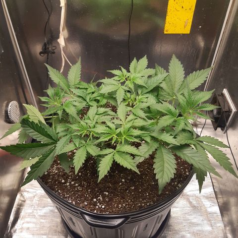 AutoColorado Cookies growlog timeline photo