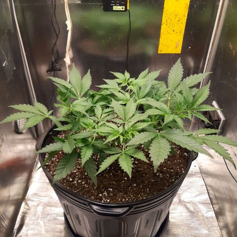 AutoColorado Cookies growlog timeline photo